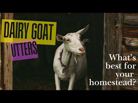 Optimal Dairy Goat Udders: Breeding for Top Milk Production