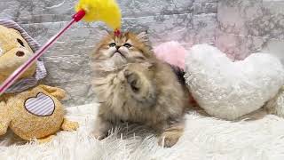 ペルシャの動画01