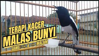 Download lagu Suara Burung Kacer Bikin Lawan Emosi Gacor, Pancingan Kacer Agar Cepat Emosi Gacor mp3