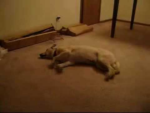 It tush ko'rmoqda (Hudo saqlasin bunday tushdan) - 9      2010 - - WWW.UZCINEMA.COM.flv