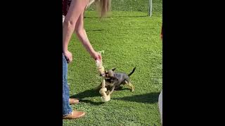 Video preview image #1 Chihuahua-Unknown Mix Puppy For Sale in La Verne, CA, USA