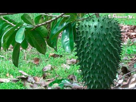 download lagu mp3 mp4 Juanavana, download lagu Juanavana gratis, unduh video klip Juanavana