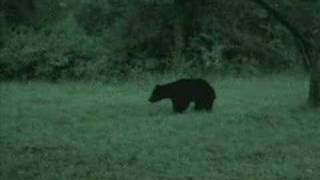 preview picture of video 'Indian Wildlife ( Sloth Bear )'