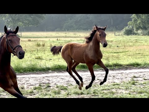 Zauberhaftes Springtalent - Stutfohlen von CHA-CHA-H