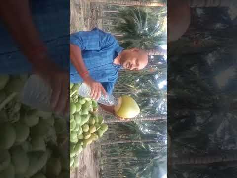 A grade organic green tender coconut