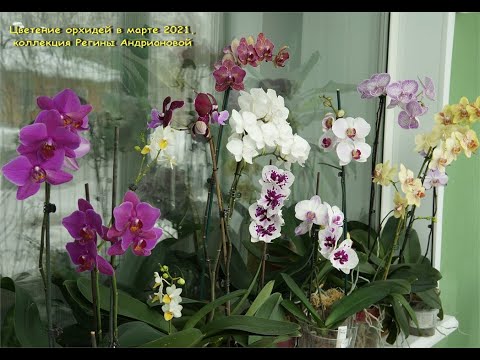 Мои ОРХИДЕИ:потрясающие ЦВЕТУНЬИ марта!Цветение моих орхидей (новинок) в марте,2021.
