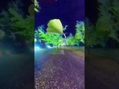 イチョウ、扇葉の木 植物