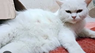 cat pregnancy symptoms /first time cat pregnancy sign #pragnancytips #pragnant cat #subscribe 