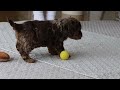 Cockapoo dogs for sale: Angela - Video 1