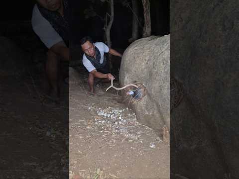 this is the first time i've seen it #shortvideo #viral #nature #viralvideo