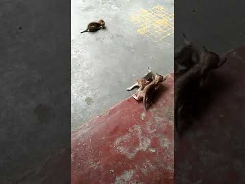 Thallileni pillulu please share it