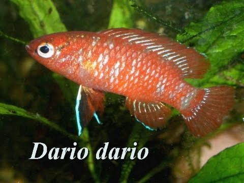 Der Scarlett-Zwergblaubarsch Dario dario