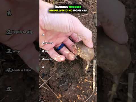 Ranking The Best Animals Hiding Moments