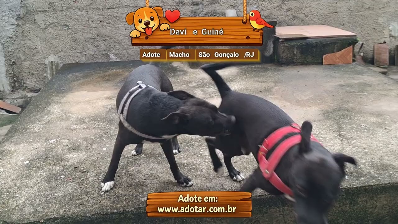 Cachorro raça Pit-Bull idade 2 anos nome Davi e Guiné 