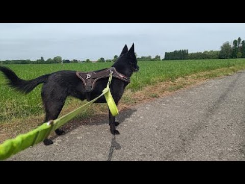 Preshoekbos run (Lauwe - Belgium) - DJI Neo