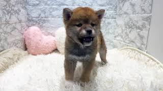 柴犬の動画01
