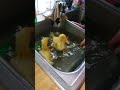 Put Down The Duckie