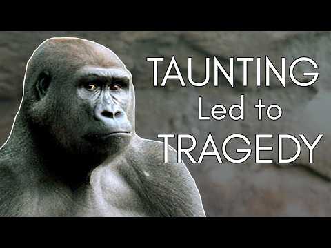 The Dallas Zoo Gorilla Escape: What Led to Jabari’s Breaking Point