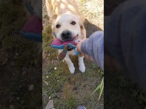 Alices Adventures video.