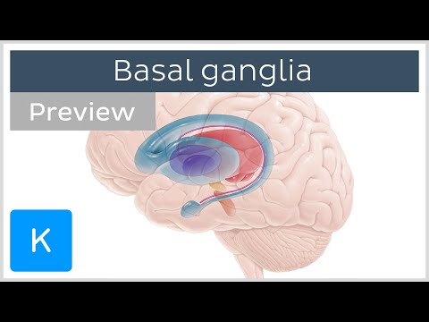 image-What is the meaning of neostriatum?