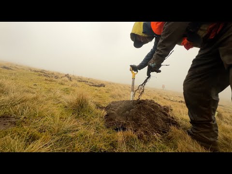 Net Zero Woodland Creation