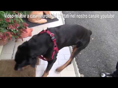 Sintomi osteocondrosi toraciche che lіkuvannya 8 settimane di lombalgia