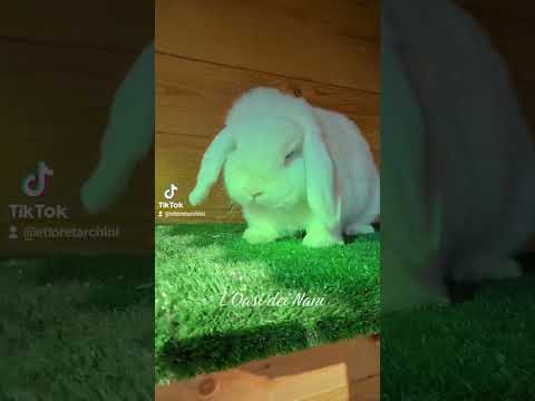 Ariete Nano bianco con occhi azzurri 🥰