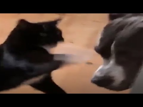 Videos of animals being rude cause they can [r/AnimalsBeingJerks]