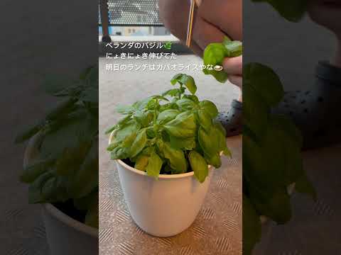 園芸 バジルに関するよくある質問