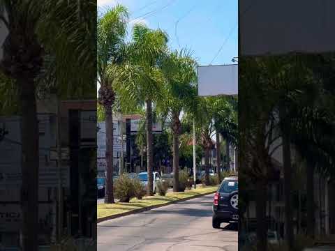 Que bellas palmeras tienen las bulevares de la ciudad de #montegrande #shorts #buenosaires #travel