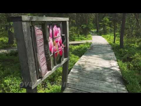 Fantana Brazilor Marsh