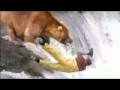 John West Red Salmon Part 2/2