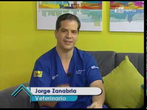 Envenenamiento masivo de perros en refugio de mascotas 