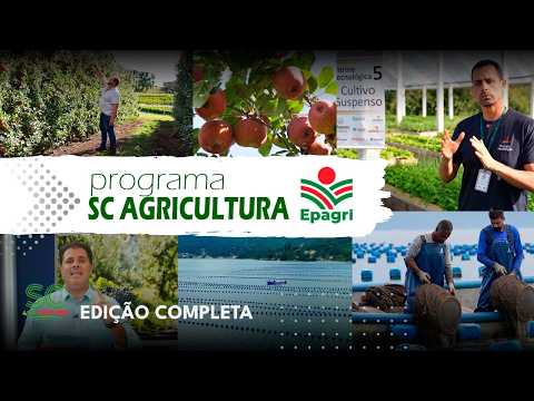 SC agricultura: Porta-enxerto macieira, cultivo suspenso de hortaliças e maricultura e gastronomia