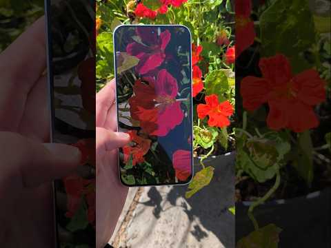 Poco F7 Camera Test (Better than iPhone 16) @xiaomi #smartphone #photography #poco #pocof7