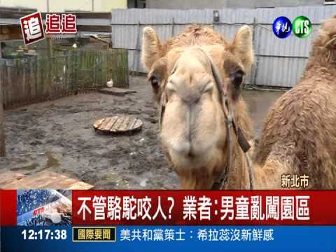 兒遭駱駝咬傷 母控動物餐廳漠視