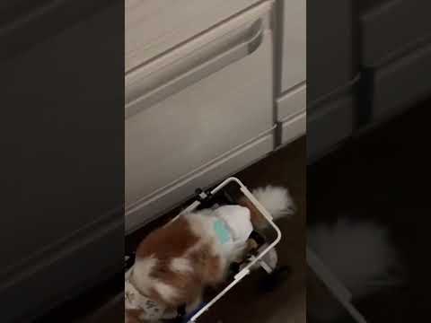 16歳のキャバリアが犬用車椅子でターンする様子
