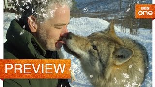 Gordon Buchanan comes face to face with a wolf - Life in the Snow: Preview - BBC One