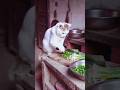 us. cat bahadur cat funny catcomedy pets catvideos shots viral mycat catlaughs