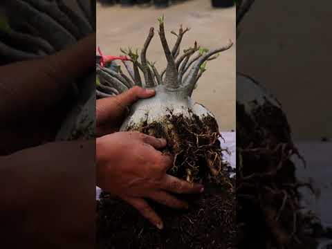 Adenium Arabicum. Wüstenrosen-Bonsai. Obesum. Blume. Zimmerpflanzen.