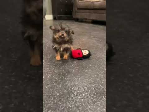 Tia - yorkie poo puppy for sale