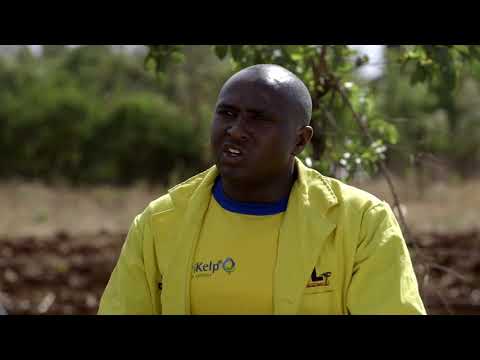 Shamba Shape Up Sn 9 - Ep 4: Beef Cattle, Mangoes, Macadamia (Swahili)
