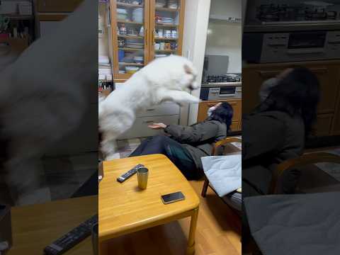 研究者らは警告:これらのペットは健康に重大なリスクをもたらす