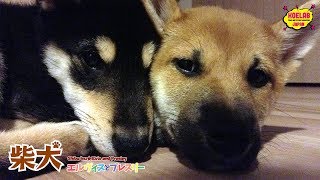 【パピー期の柴犬Vol.3】柴犬エルヴィスとプレスリー