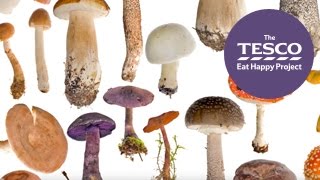 How do mushrooms grow?