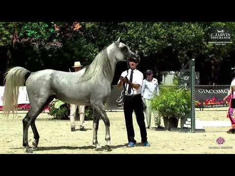 N 105 RAMSES KALLISTE   French Arabian Horse Championship   Vichy 2023   Stallions 4 6 Years Old