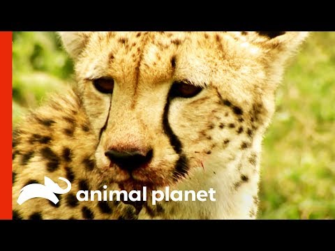 Wild Cheetah Uses Incredible Speed And Agility To Hunt Her Prey | Raw Nature