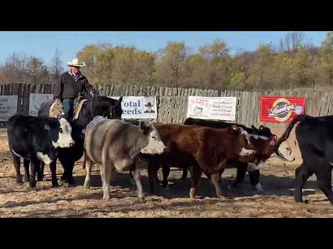 STEP BO PEP, cattle video