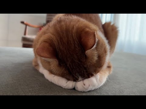 YouTube 썸네일