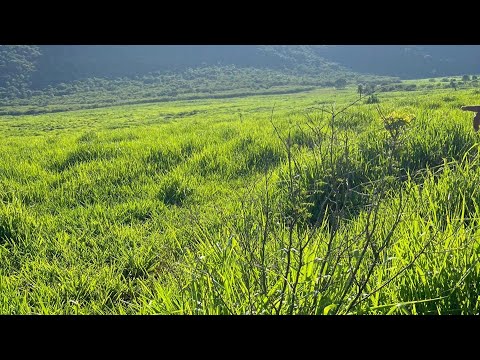 Fazenda à venda 8900 has POCONÉ MT
